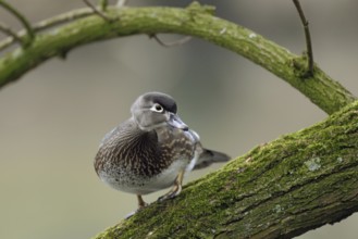 The female... Brown duck (Aix sponsa) sitting in a tree, North American duck species that has