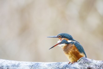 Kingfisher (Alcedo atthis) Germany