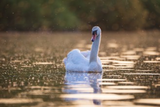 A Mute Swan (Cygnus olor) swims on the Steinhuder Meer in the golden evening light and is swarmed