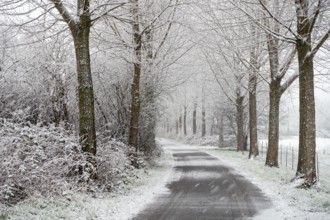 Winter walk in heavy snowfall... Meerbusch (Rhineland), poplar avenue in winter, local nature,