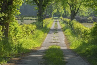 View along a farm track, Heidekreis, Bad Fallingbostel, Leine Aller Tal, Lower Saxony, Germany