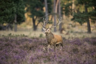 Majestic stag... Red deer (Cervus elaphus), capital stag in the midst of blooming heath,
