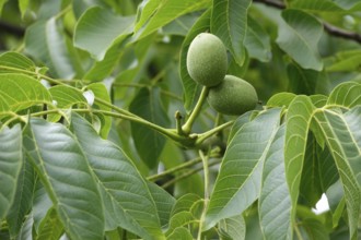 Walnut tree with walnuts, July, Germany