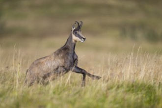 Chamois (Rupicapra rupicapra) on a meadow in the Vosges Mountains, wildlife, France