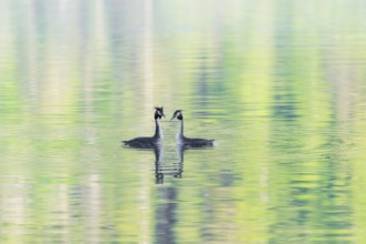 Courtship of a pair of great crested grebes (Podiceps cristatus) on a lake with intense green
