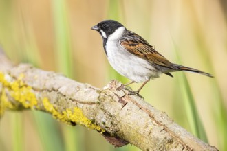 Reed bunting (Emberiza schoeniclus) ml Germany