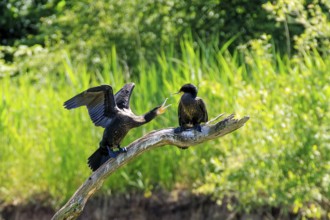 Two cormorants on a branch, one with outstretched wings, amidst dense vegetation, Cormorant,
