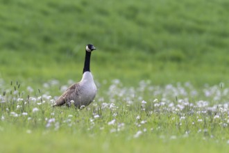 Canada goose (Branta canadensis), Vulkaneifel, Rhineland-Palatinate, Germany