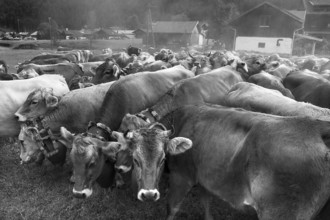 Allgäu cows with jewellery bells gather for the cattle seperation, Hinterstein, Bad Hindelang,