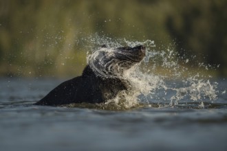 Spin cycle... European brown bear (Ursus arctos), bathing bear shakes water from its wet fur with a