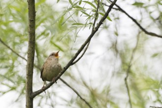 A wren (Troglodytes troglodytes) sits on a branch in the green foliage and sings, Hesse, Germany