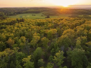 Dense trees in the sunshine with a view of fields and the distant sky, forest pasture project,