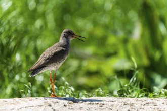 Bird with closed wings standing quietly on a rock in the countryside, Redshank, (Tringa totanus),