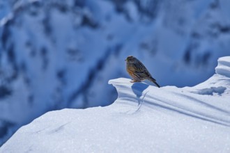 Alpine accentor (Prunella collaris), a bird resting on a snowy mountain edge in a lonely winter