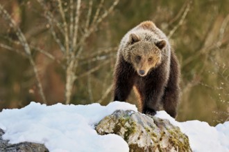 Brown bear (Ursus arctos), young standing on snow-covered rock in the morning light, Captive,