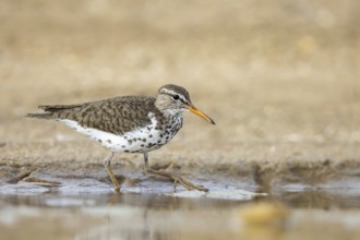 Spotted Sandpiper (Actitis macularius) foraging, North Rhine-Westphalia, Germany