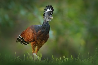Great Curassow, Crax rubra, big black bird with yellow bill in the nature habitat, Costa Rica.