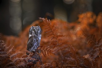 Autumn nature, owol in orange fern growth. Fall forest wildlife. Owl, detail portrait of bird in