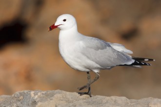 Audouin's Gull (Ichthyaetus audouinii), Mallorca, Spain