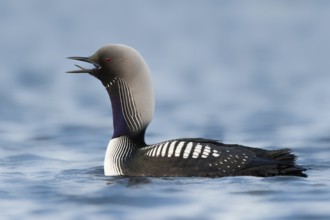 Pacific Loon (Gavia pacifica), Alaska, USA