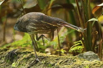 Black Bittern (Dupetor flavicollis), Singapore