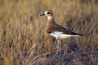Oriental Plover (Charadrius veredus), Western Australia, Australia