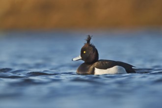 Tufted Duck (Aythya fuligula) male, Utrecht, Netherlands