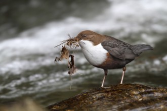 White-throated Dipper (Cinclus cinclus), Lower Saxony, Germany