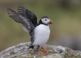 Atlantic Puffin (Fratercula arctica) flapping wings, Scotland, United Kingdom