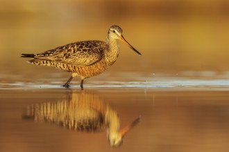 Hudsonian Godwit (Limosa haemastica) in a pond in the tundra near Churchill, Manitoba, Canada