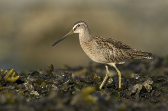 Short-billed Dowitcher (Limnodromus griseus), British Columbia, Canada