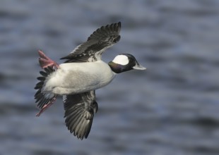 Bufflehead (Bucephala albeola) male, Canada