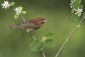 Purple Finch (Haemorhous purpureus) male, British Columbia, Canada