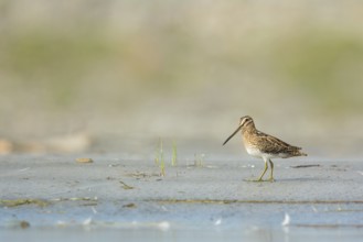 Common Snipe (Gallinago gallinago) foraging, Vorarlberg, Austria