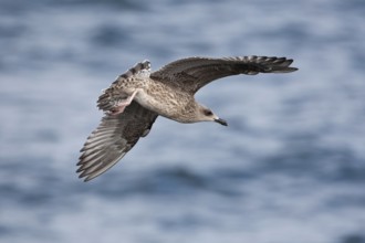 European Herring Gull (Larus argentatus) juvenile flying, Baltic Sea, Germany