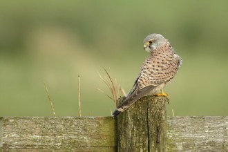 Torenvalk op landelijk hek; Common Kestrel on national fence;