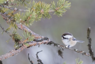 Siberian Tit (Grey-headed Chickadee) - Lapplandmeise - Poecile cinctus