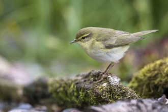 Willow Warbler (Phylloscopus trochilus) at little stream, Mecklenburg-Western Pomerania, Germany