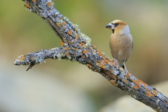 Hawfinch (Coccothraustes coccothraustes) male perched on lichen branch, Andalusia, Spain