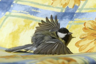 Great Tit (Parus major) sunbathing in garden chair, Mecklenburg-Western Pomerania, Germany