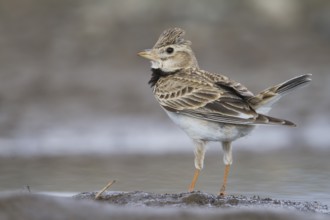 Calandra Lark - Kalanderlerche - Melanocorypha calandra ssp. psammochroa, Kazakhstan, adult