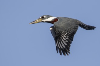 Ringed Kingfisher (Ceryle torquata) flying in the Pantanal region of Brazil