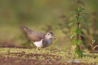 Common Sandpiper (Actitis hypoleucos) foraging, North Rhine-Westphalia, Germany