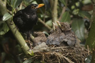 Common Blackbird (Turdus merula) juvenile male, Lower Saxony, Germany