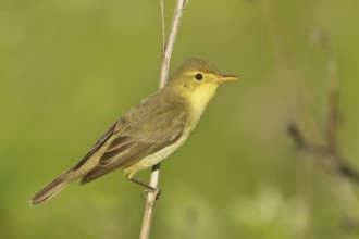 Melodious Warbler (Hippolais polyglotta), Rhineland-Palatinate, Germany