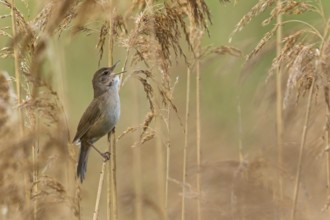 Rohrschwirl, Savi's Warbler, Locustella luscinioides, Locustelle luscinioïde, Buscarla Unicolor