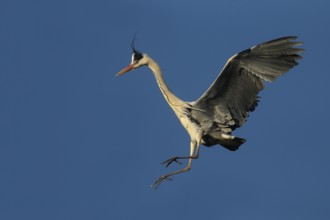 Grey Heron (Ardea cinerea) flying, Piedmont, Italy