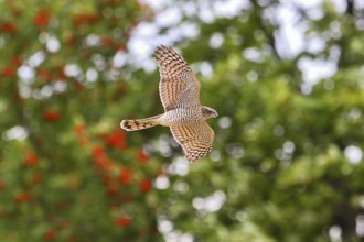 Eurasian Sparrowhawk (Accipiter nisus) juvenile flying, Hesse, Germany