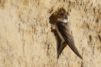 Sand Martin (Riparia riparia) building nest hole, North Rhine-Westphalia, Germany
