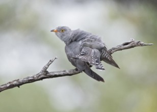 African Cuckoo (Cuculus gularis) perched on a branch, Namibia
